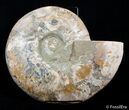 Massive Inch Wide Ammonite With Stands #2831-3